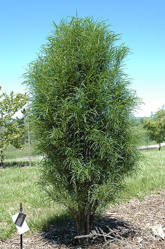 Fine Line Fern Leaf Buckthorn