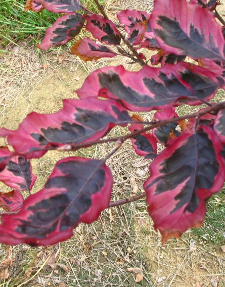 Beech Tricolor #20
