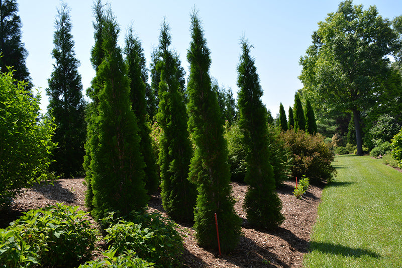 Thin Man Arborvitae