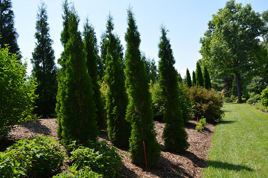 Thin Man Arborvitae