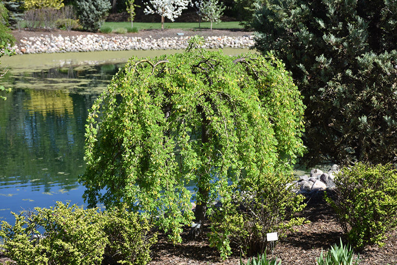 Weeping Siberian Pea Tree