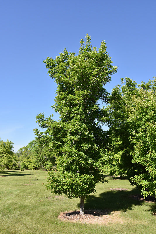 Rugged Charm' Tatarian Maple