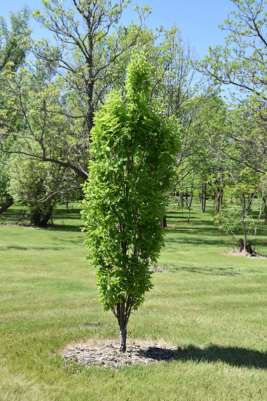 Prairie Sentinel Hackberry