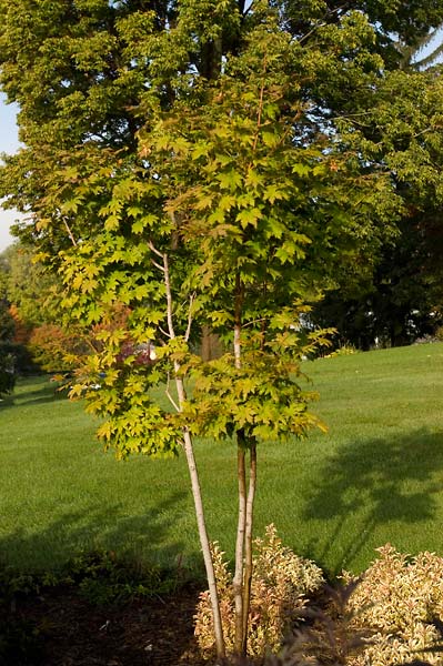 Northern Glow® Maple