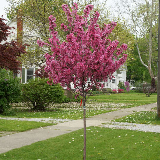 Lollipop crabapple