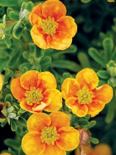 Mango Tango Potentilla