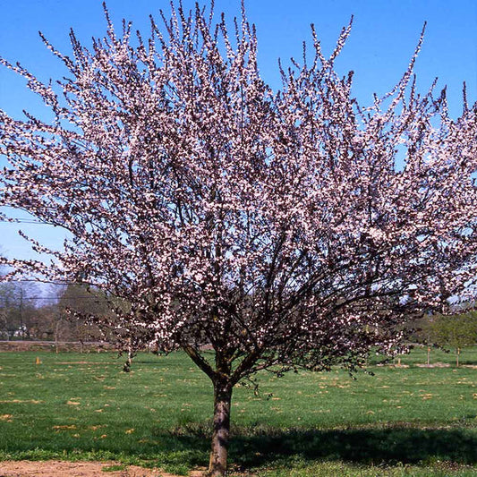 Mount Saint Helen plum