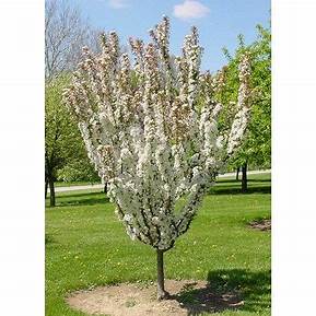 Marilee® Crabapple