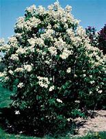 Common White Lilac