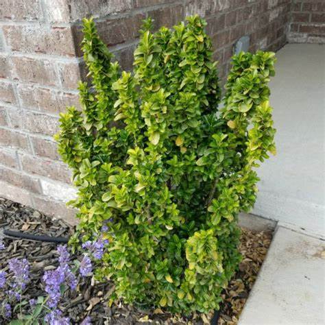 Euonymus 'Greenspire