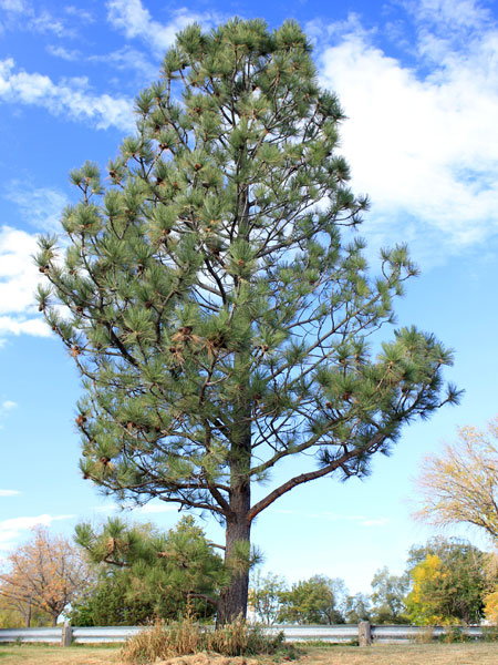 Ponderosa Pine