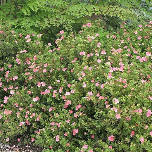 Pink Whisper Potentilla