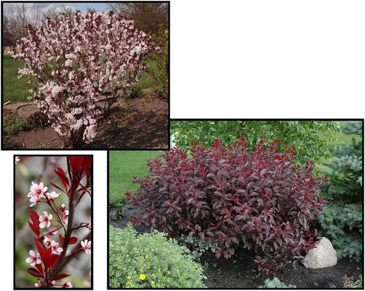 Purple leaf Sandcherry