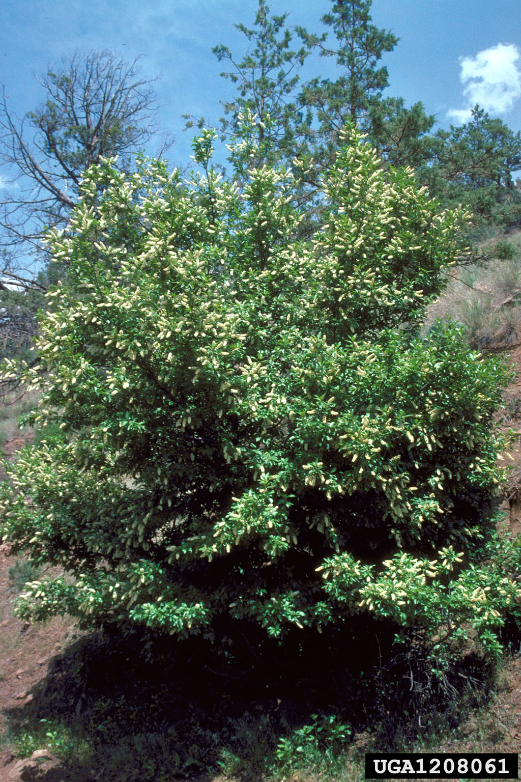 Green chokecherry