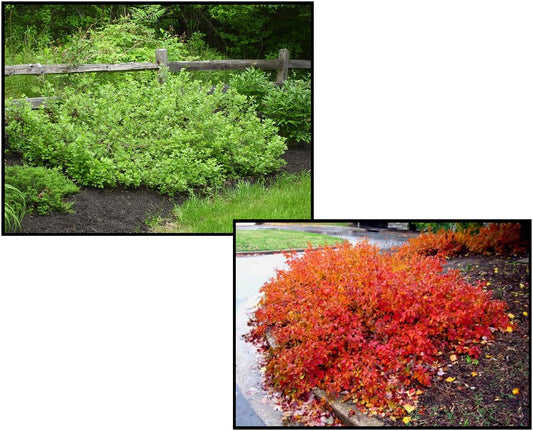 Fragrant sumac