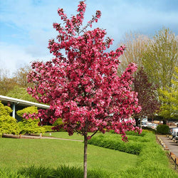 Royalty Crabapple