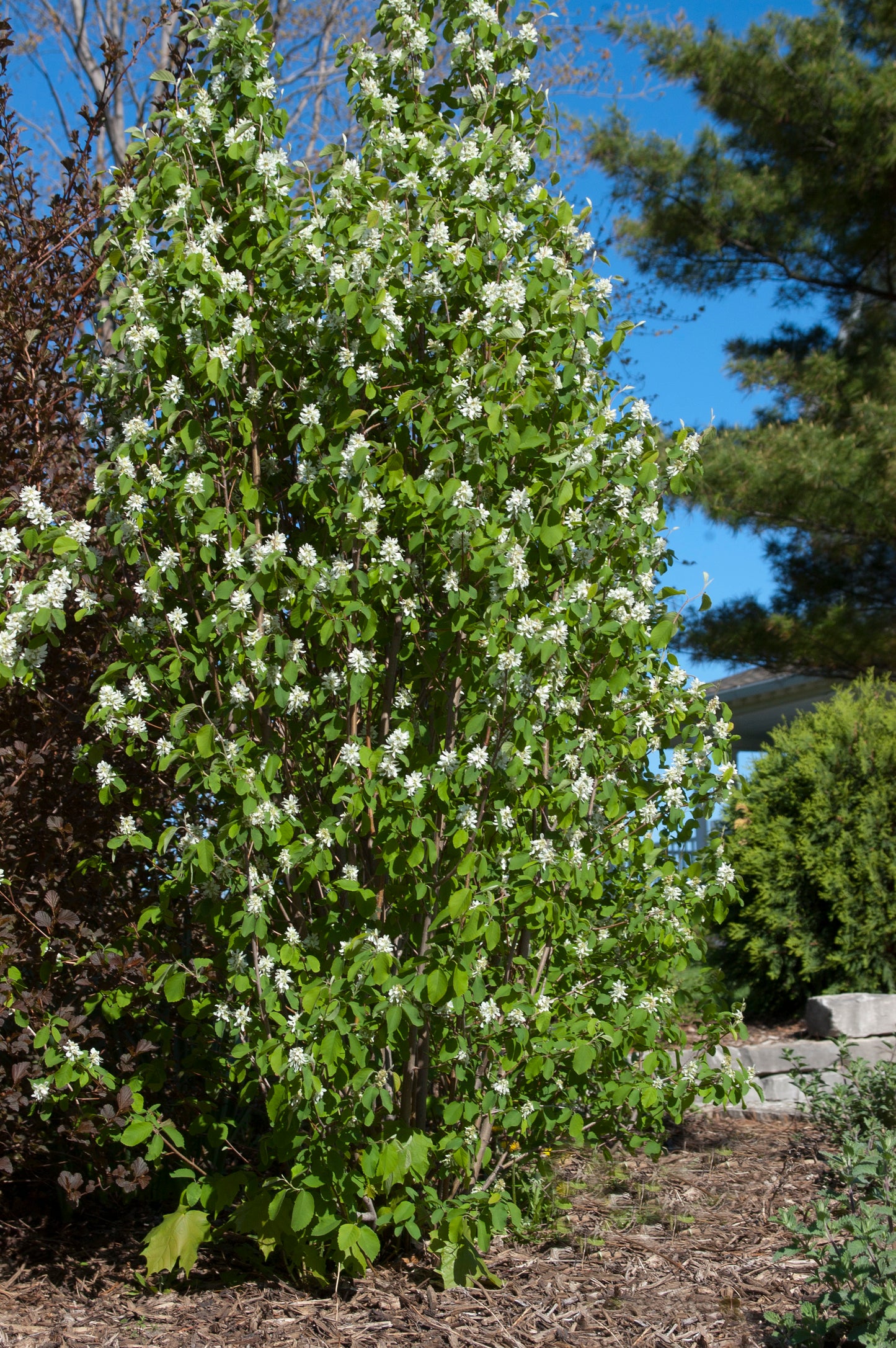 Standing Ovation Serviceberry