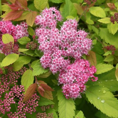 Pink Sparkler Spirea