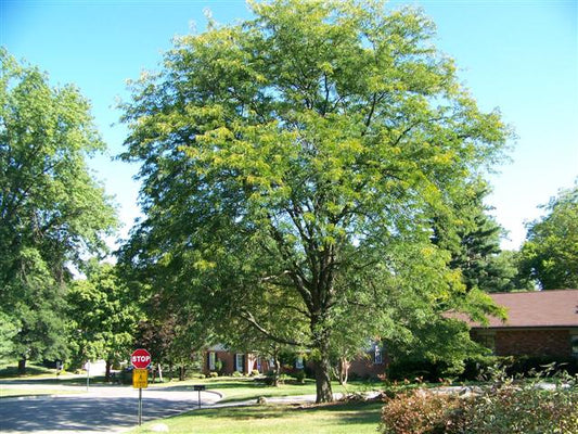 Skyline Thornless Honeylocust