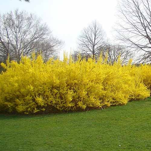 Meadowlark Forsythia