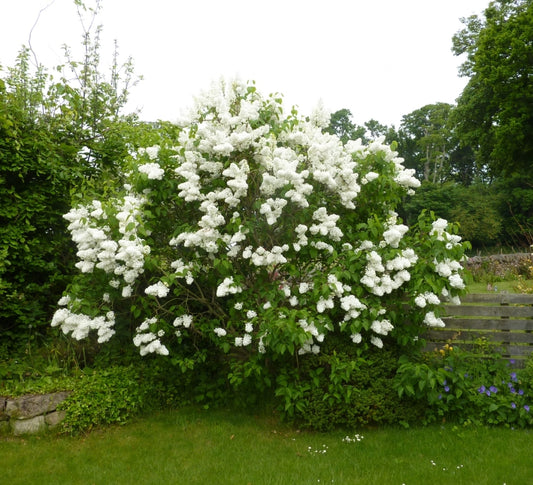 MMe Lemoine French Lilac