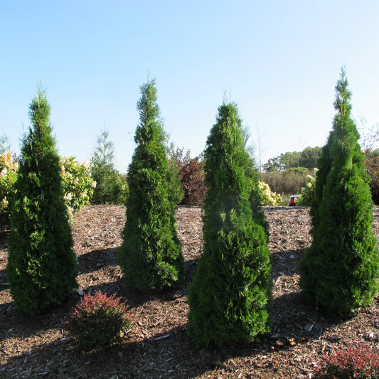 North Pole Arborvitae