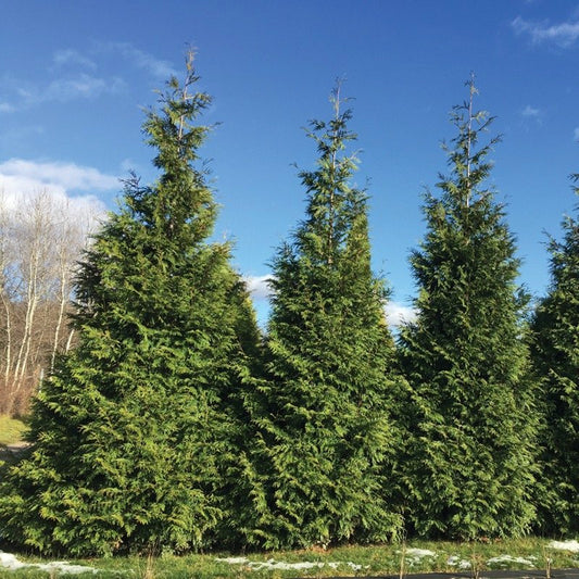 SPRING GROVE® Westen Arborvitae