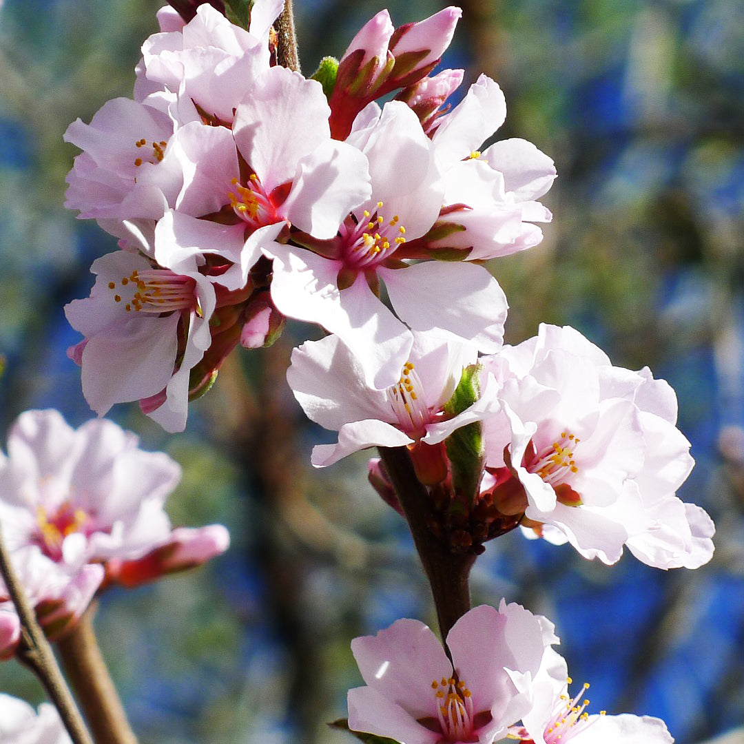 Nanking Cherry