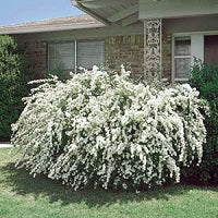 Vanhoutten Spirea