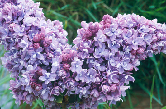 Katherine Havemeyer Lilac