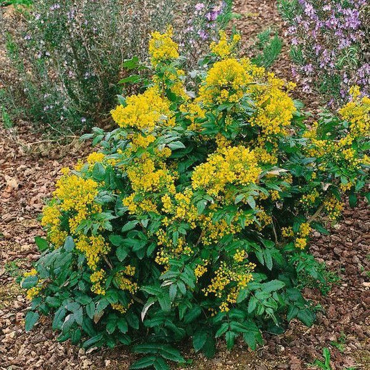 Oregon Grape