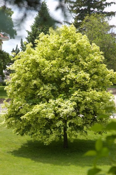 Norway variegated Maple