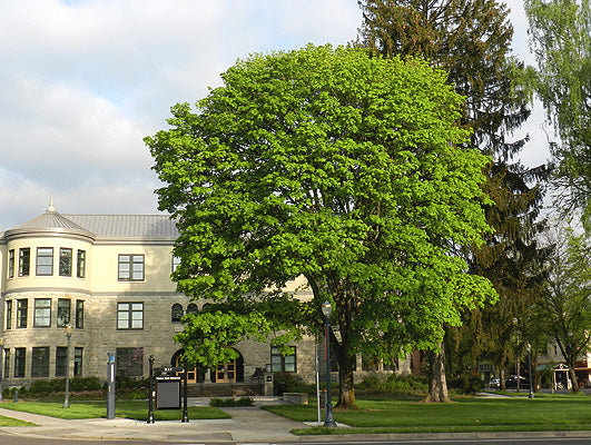 Emerald Lustre maple