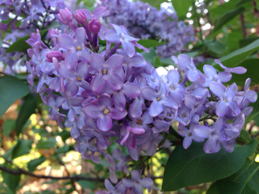 My Favorite Lilac