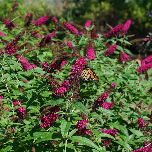 Butterfly Bush Miss Molly