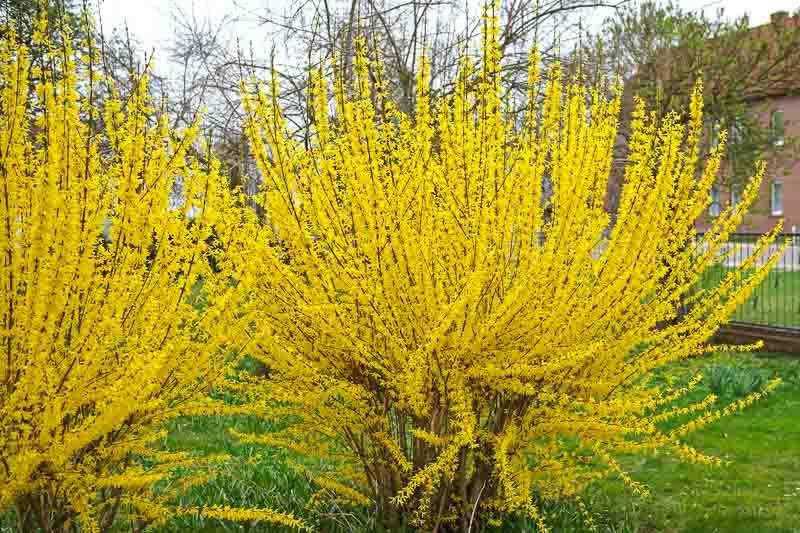 Forsythia- Lynwood Gold  N#5