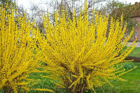 Forsythia- Lynwood Gold  N#5