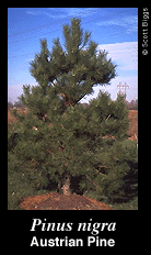 Austrian pine