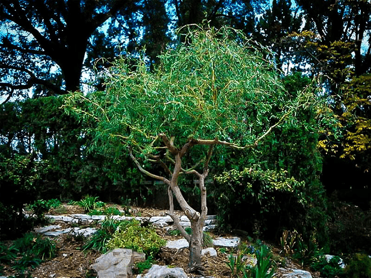 Corkscrew Willow
