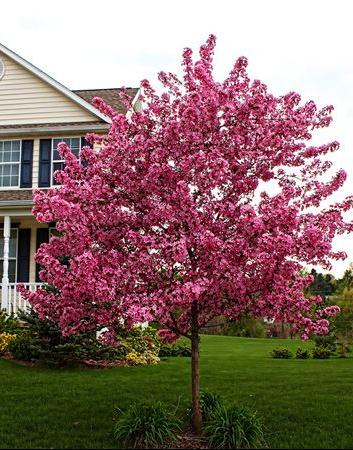 Crabapple Prairie Rose