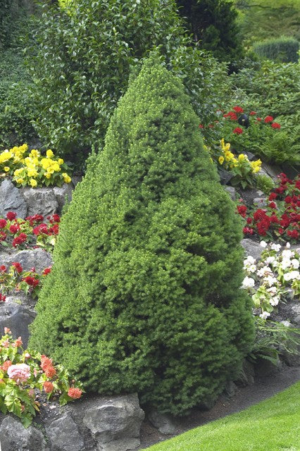 Dwarf Alberta Spruce