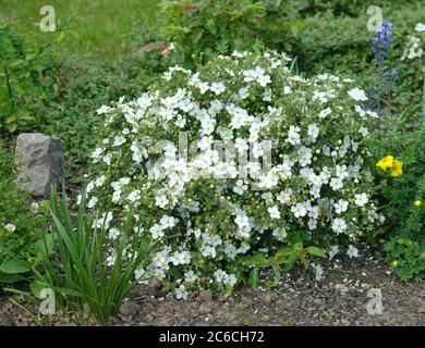 Abbottswoods Potentilla