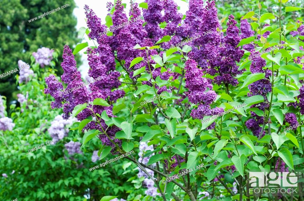 Frank Klager lilac