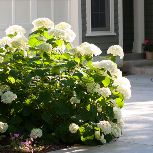 Incrediball  Hydrangea