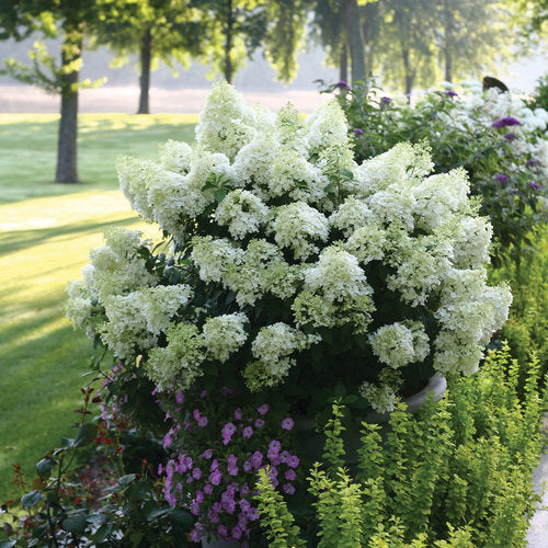 Hydrangea bobo