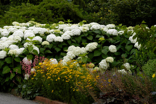 Annabelle smooth hydrangea