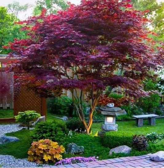 Bloodgood' Japanese maple