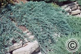 Blue Chip Juniper