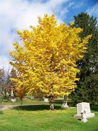 Ginkgo biloba ‘Autumn Gold’