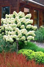 Hydrangea Limelight Tree #7